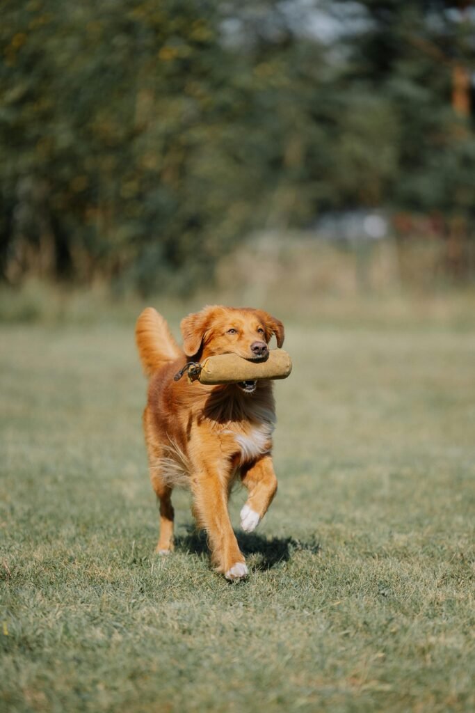 Golden retriever running with a toy in a grassy field. Perfect pet and nature concept.