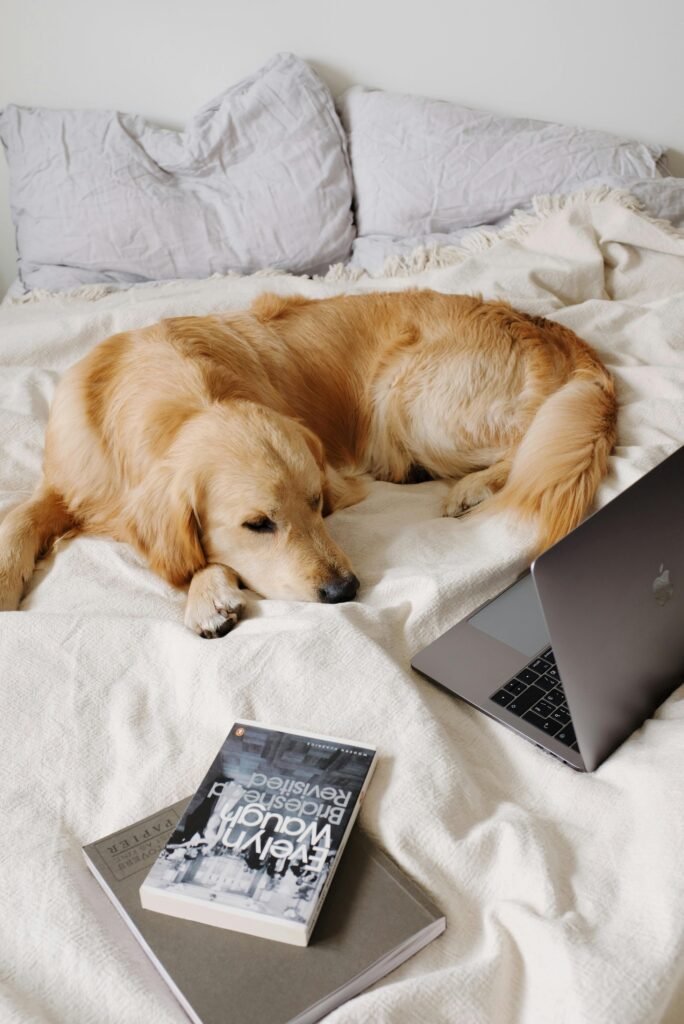 Golden Retriever resting comfortably on a cozy bed beside a laptop in a serene bedroom setting.